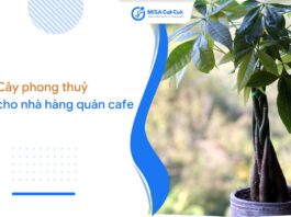 Cây phong thủy nhà hàng quán cafe